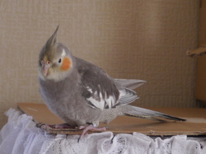 アイコン.JPG